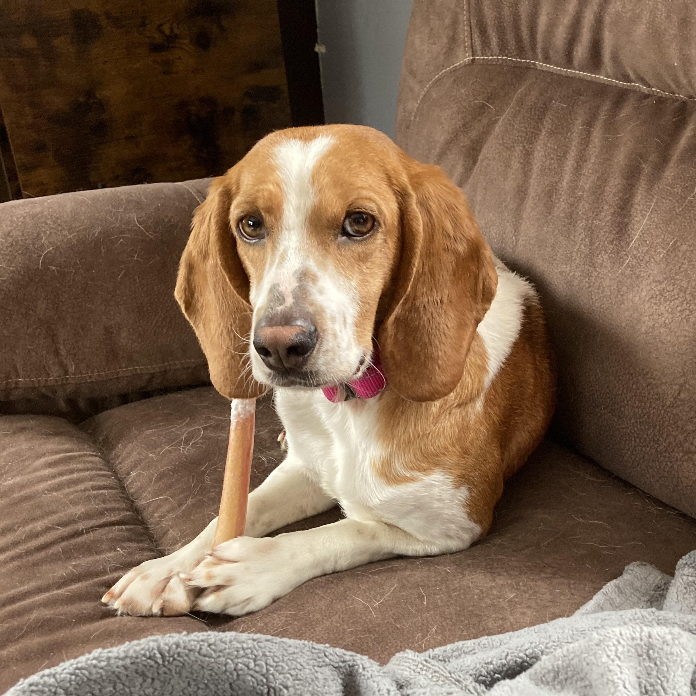 Tagalong, adoptable, Adult Female Beagle.