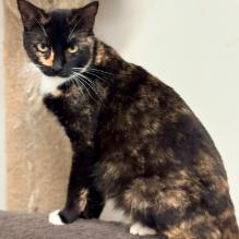 Ally, Adoptable, Young Female Domestic Short Hair.