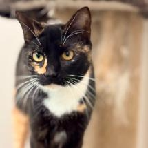 Enlarge Ally, a Adoptable Domestic Short Hair in Calverton, NY image 2/2