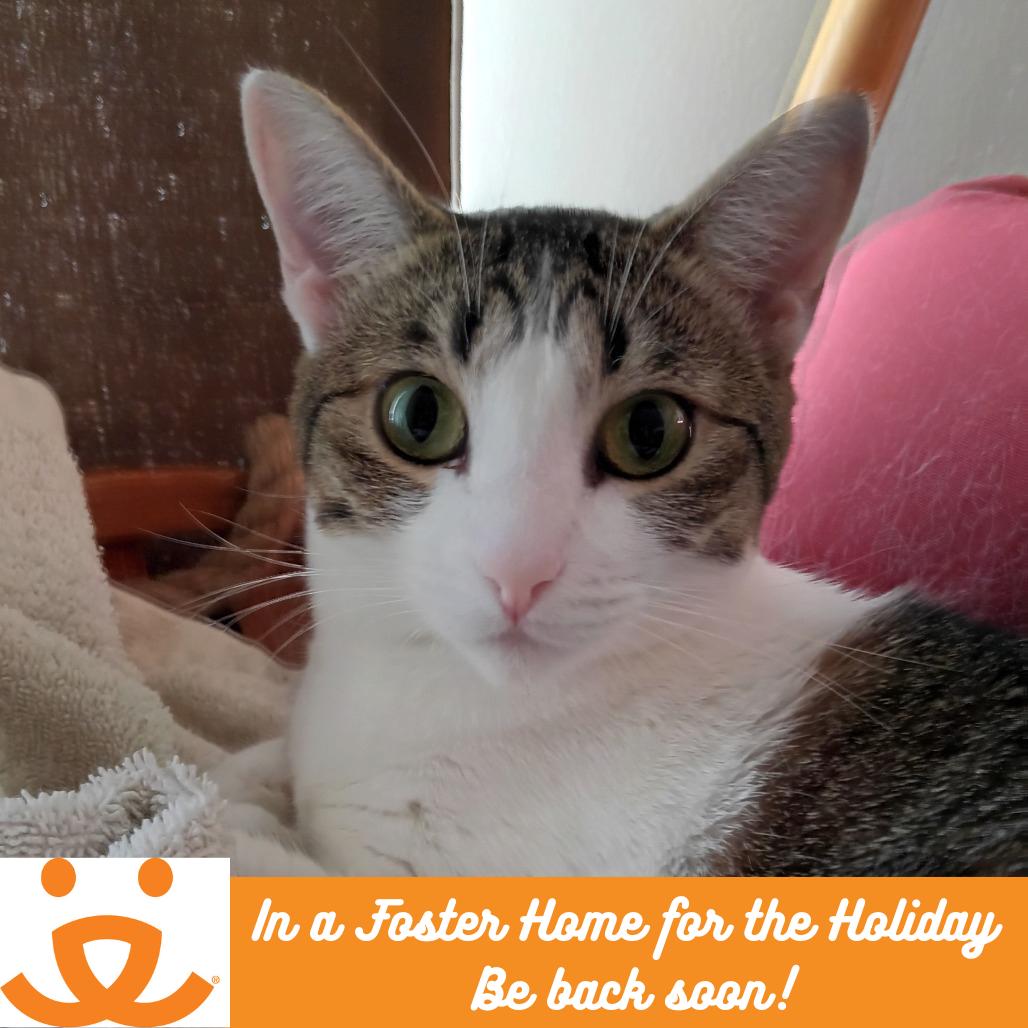 Ruth, Adoptable, Adult Female Domestic Short Hair.