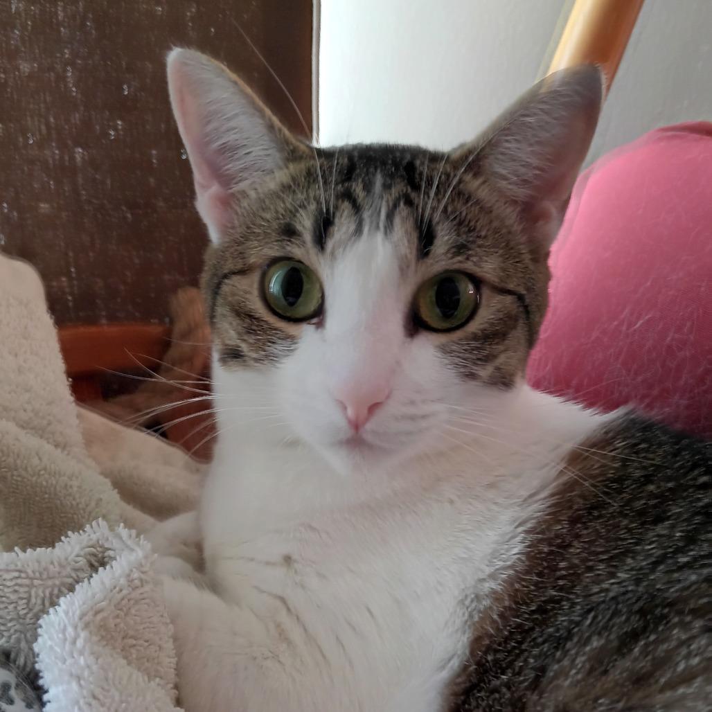 Ruth, Adoptable, Adult Female Domestic Short Hair.