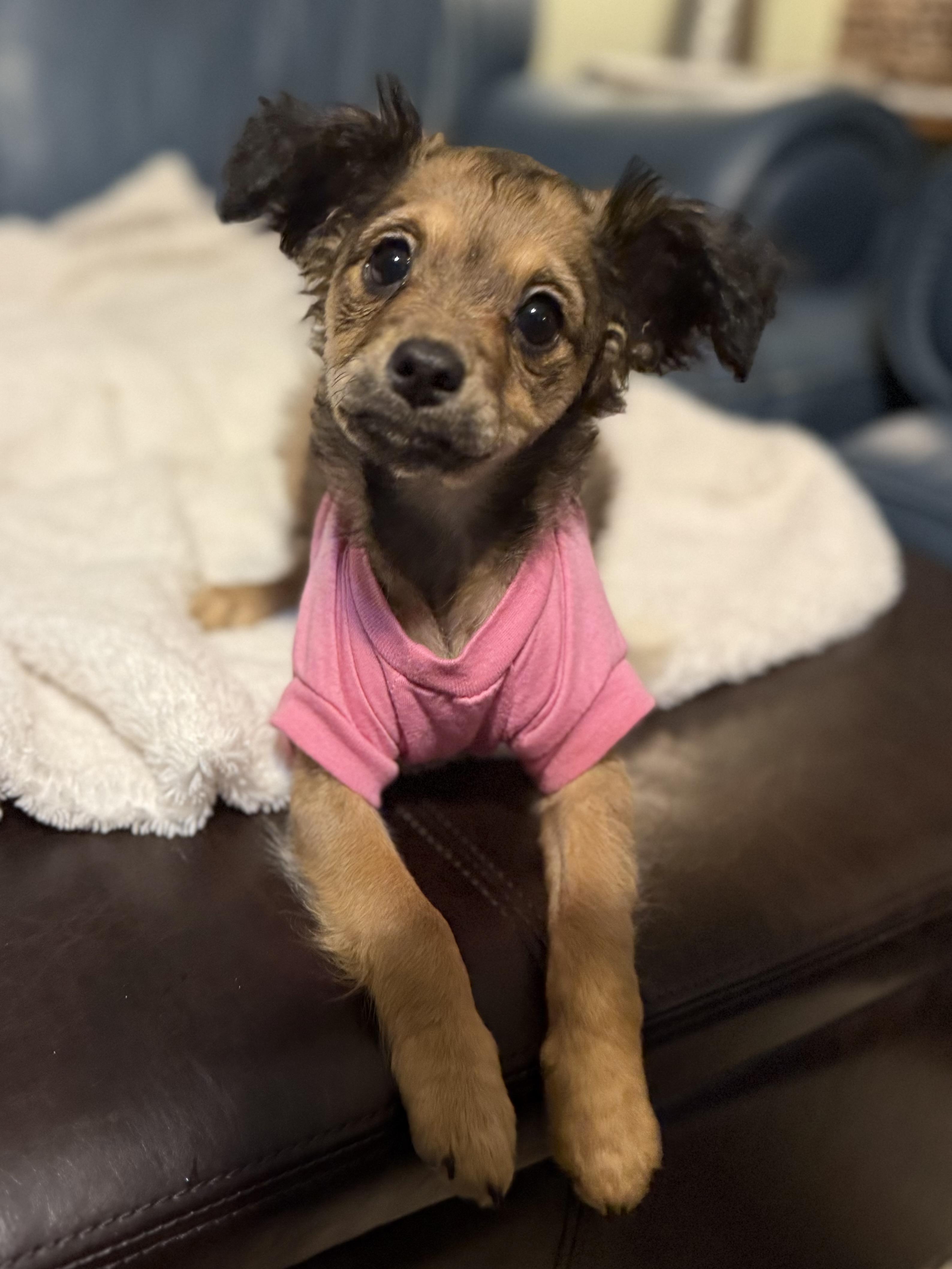 Enlarge Paisley, a Adoptable mixed breed in Milford, CT image 3/6