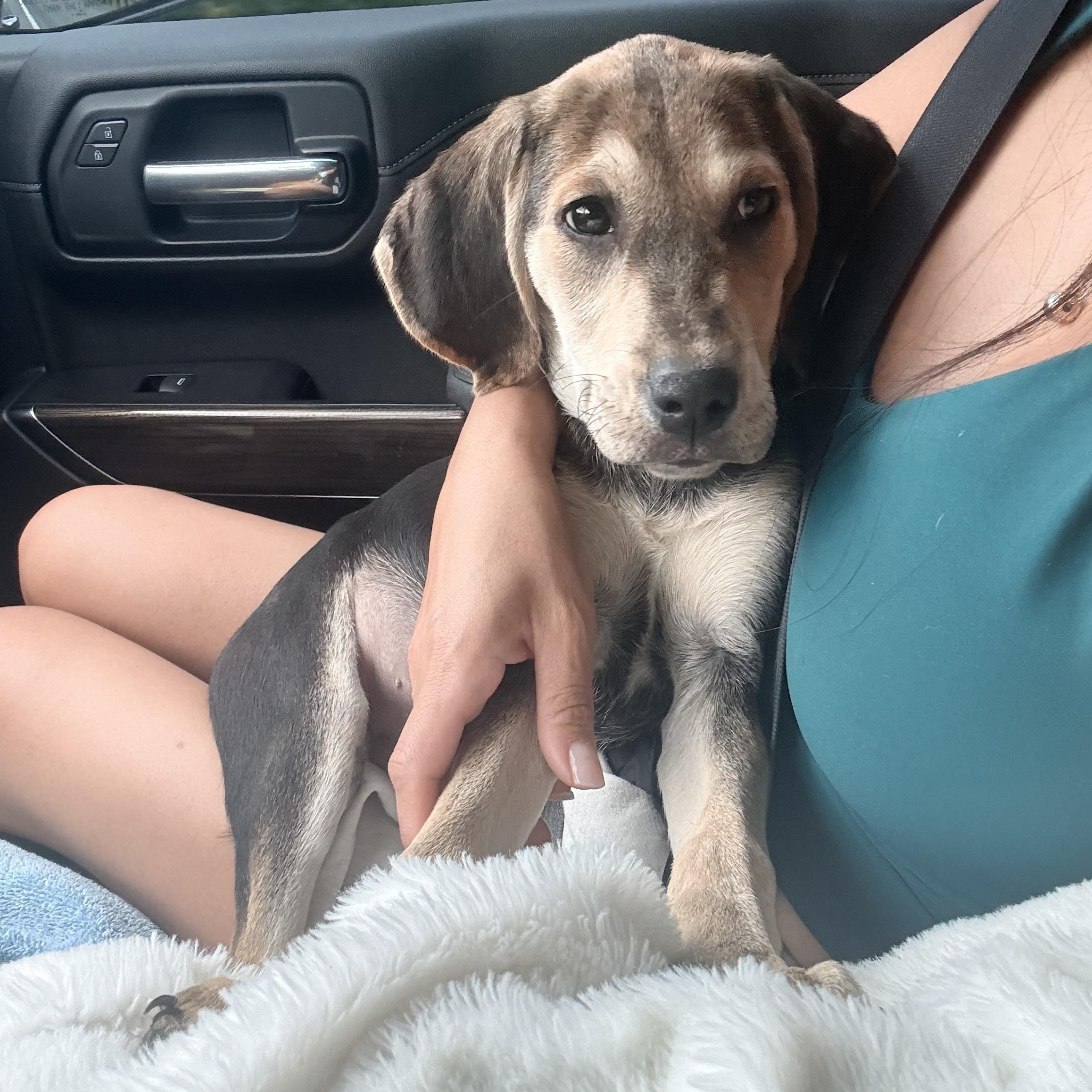 Enlarge KitKat, a Adoptable mixed breed in Columbia, MD image 1/5