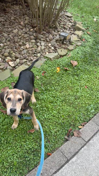 Enlarge KitKat, a Adoptable mixed breed in Columbia, MD video 5/5