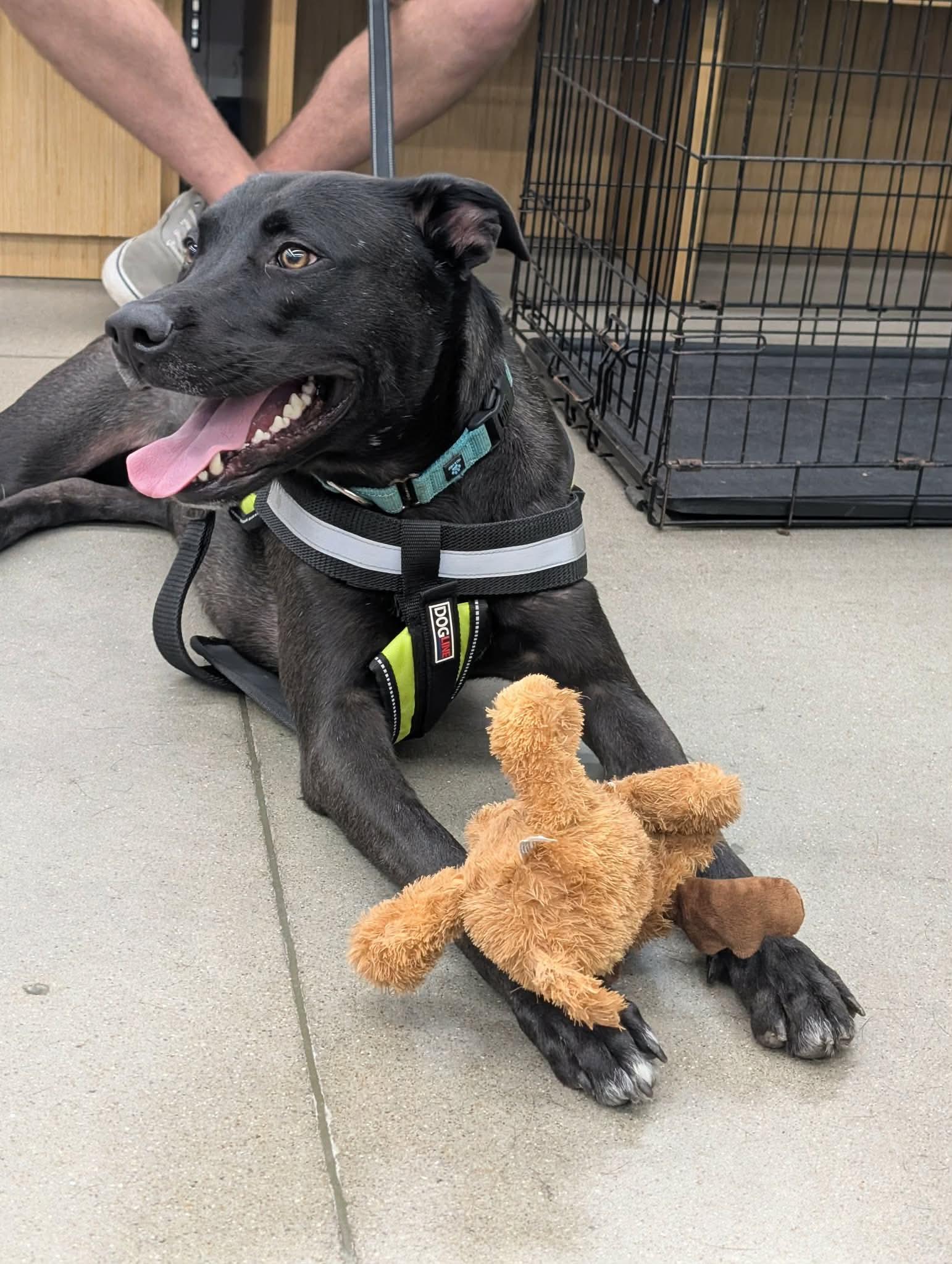 Alvin -bdm, Adoptable, Adult Male German Shepherd Dog & Pit Bull Terrier.