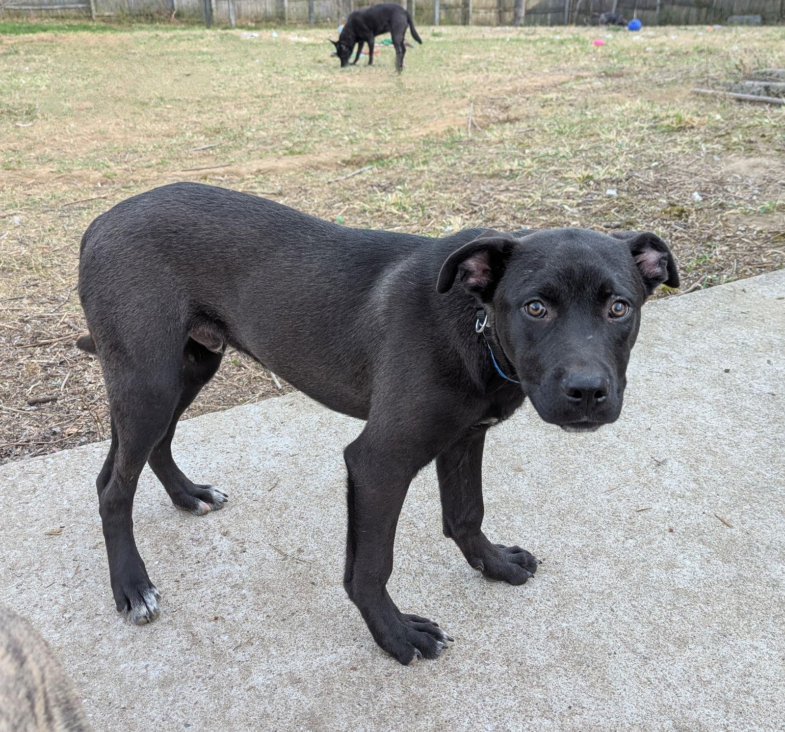 Alvin -bdm, Adoptable, Young Male Mixed Breed.