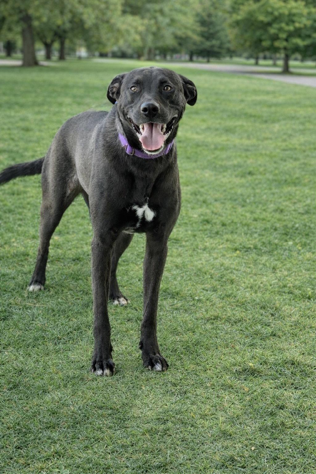 Alvin -bdm, Adoptable, Adult Male German Shepherd Dog & Pit Bull Terrier.