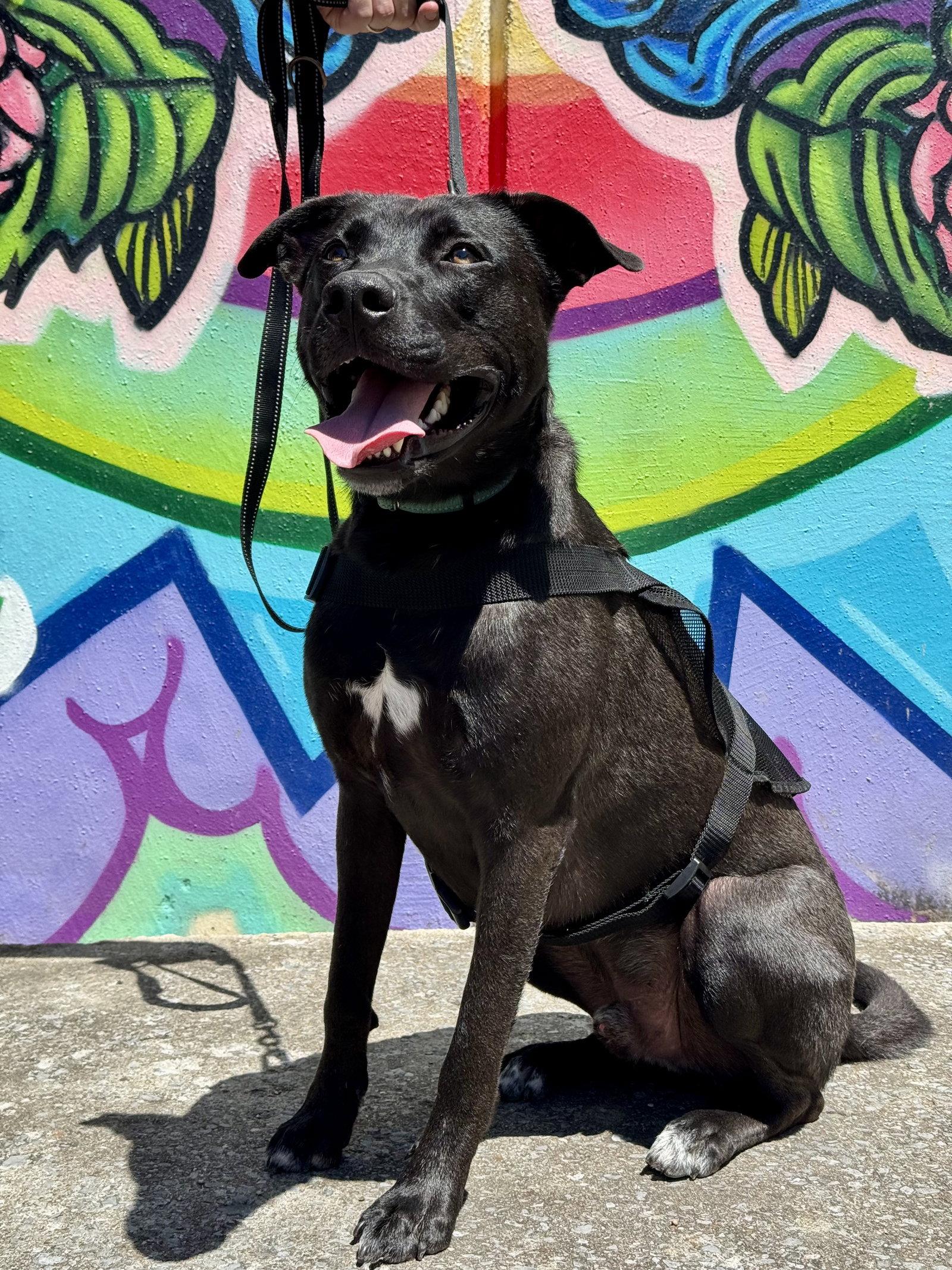 Enlarge Alvin -bdm, a Adoptable mixed breed in White Bluff, TN image 2/3