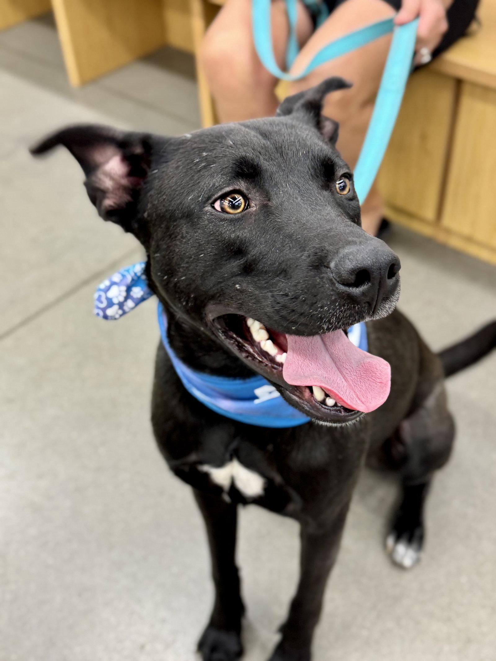 Enlarge Alvin -bdm, a Adoptable mixed breed in White Bluff, TN image 2/3