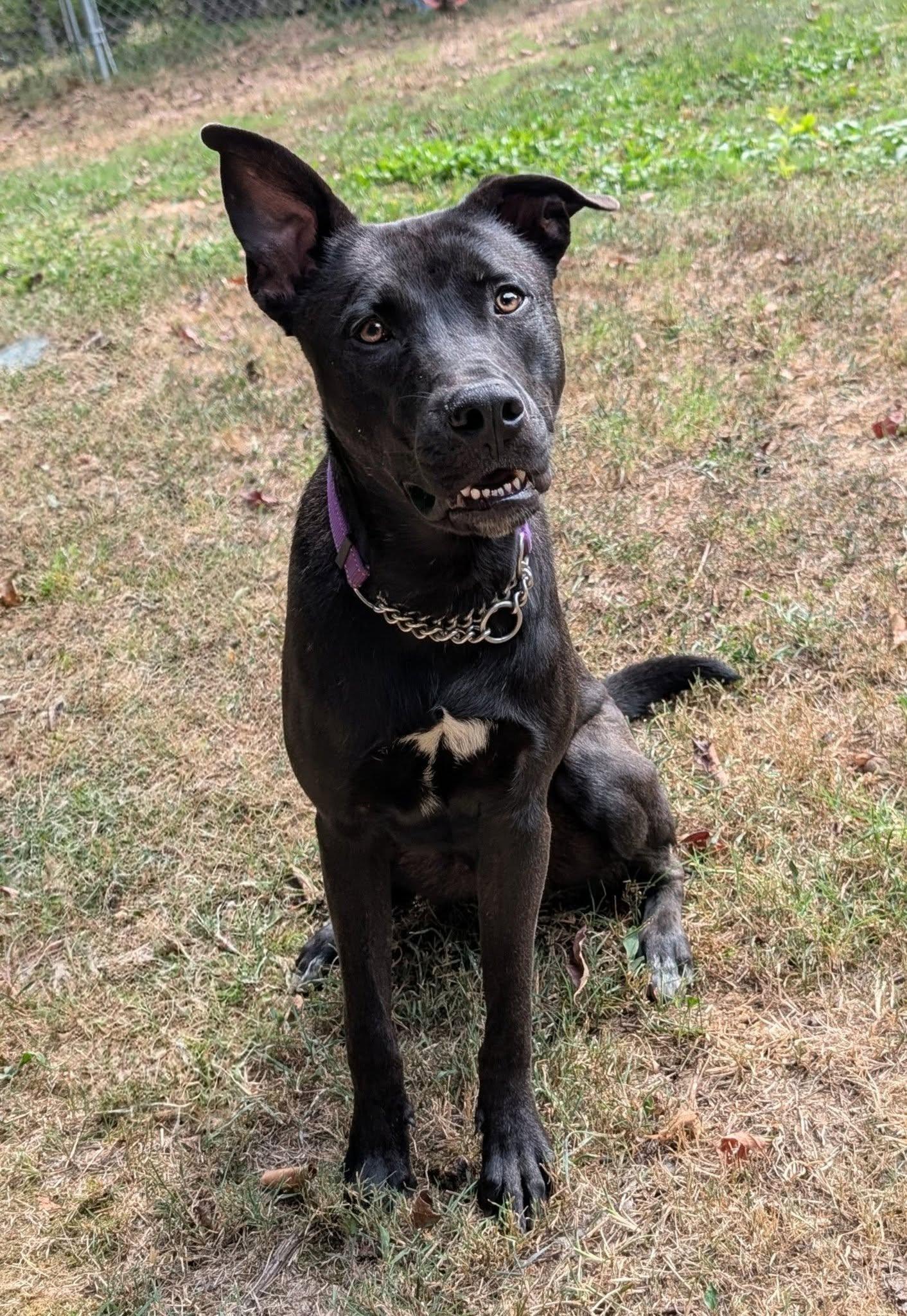 Alvin -bdm, a Adoptable Mixed Breed in White Bluff, TN image 2/3