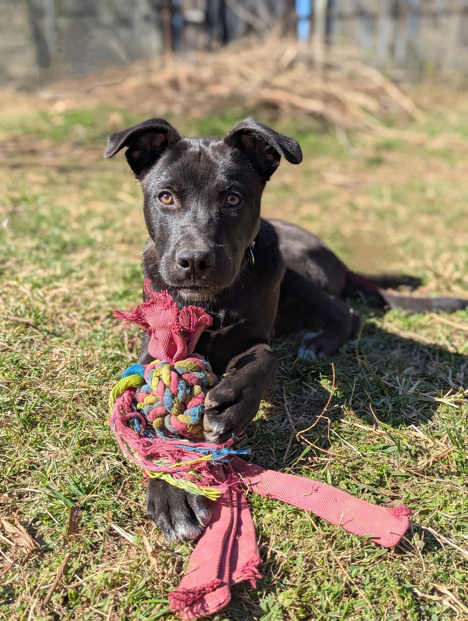 Alvin -bdm, a Adoptable Mixed Breed in White Bluff, TN image 3/3