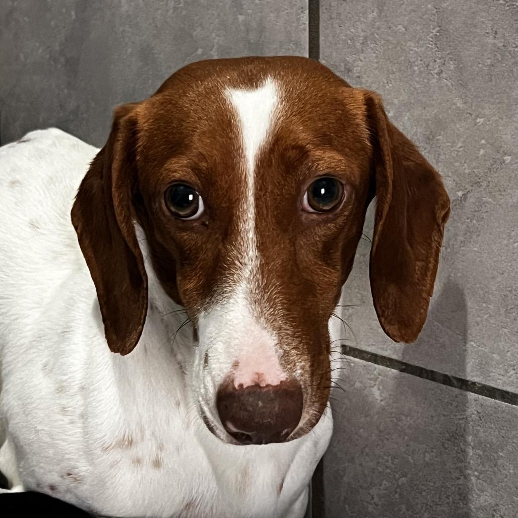 Enlarge Corn Dog, a Adoptable Dachshund in Jackson, MO image 1/3