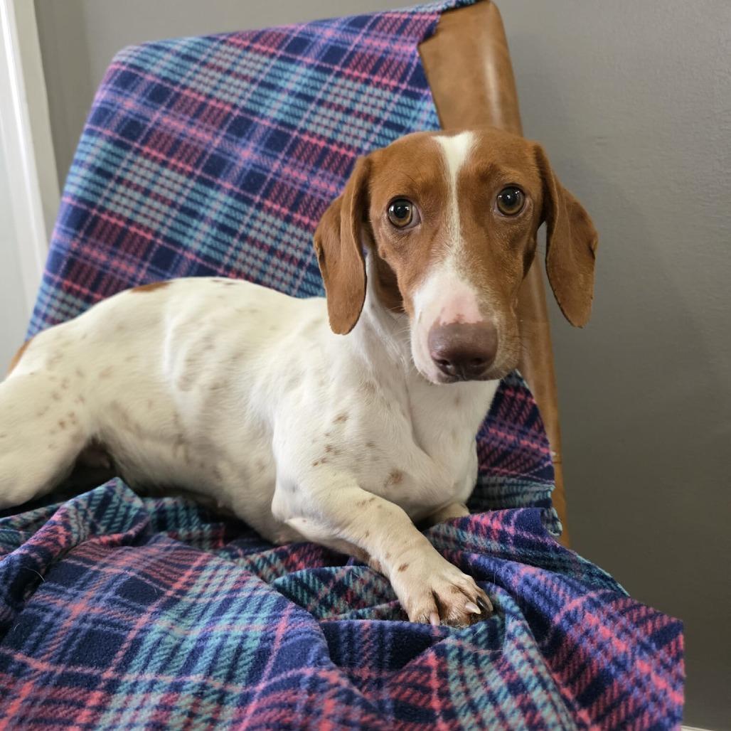 Enlarge Corn Dog, a Adoptable Dachshund in Jackson, MO image 2/3