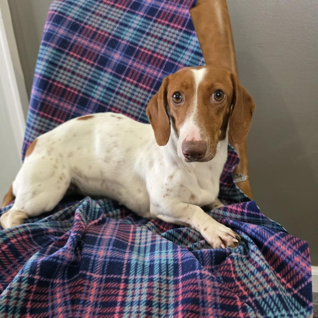 Enlarge Corn Dog, a Adoptable Dachshund in Jackson, MO image 3/3