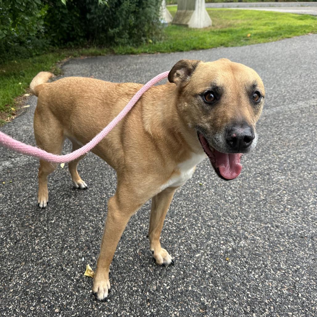 King, Adoptable, Senior Male Mixed Breed & Mixed Breed.