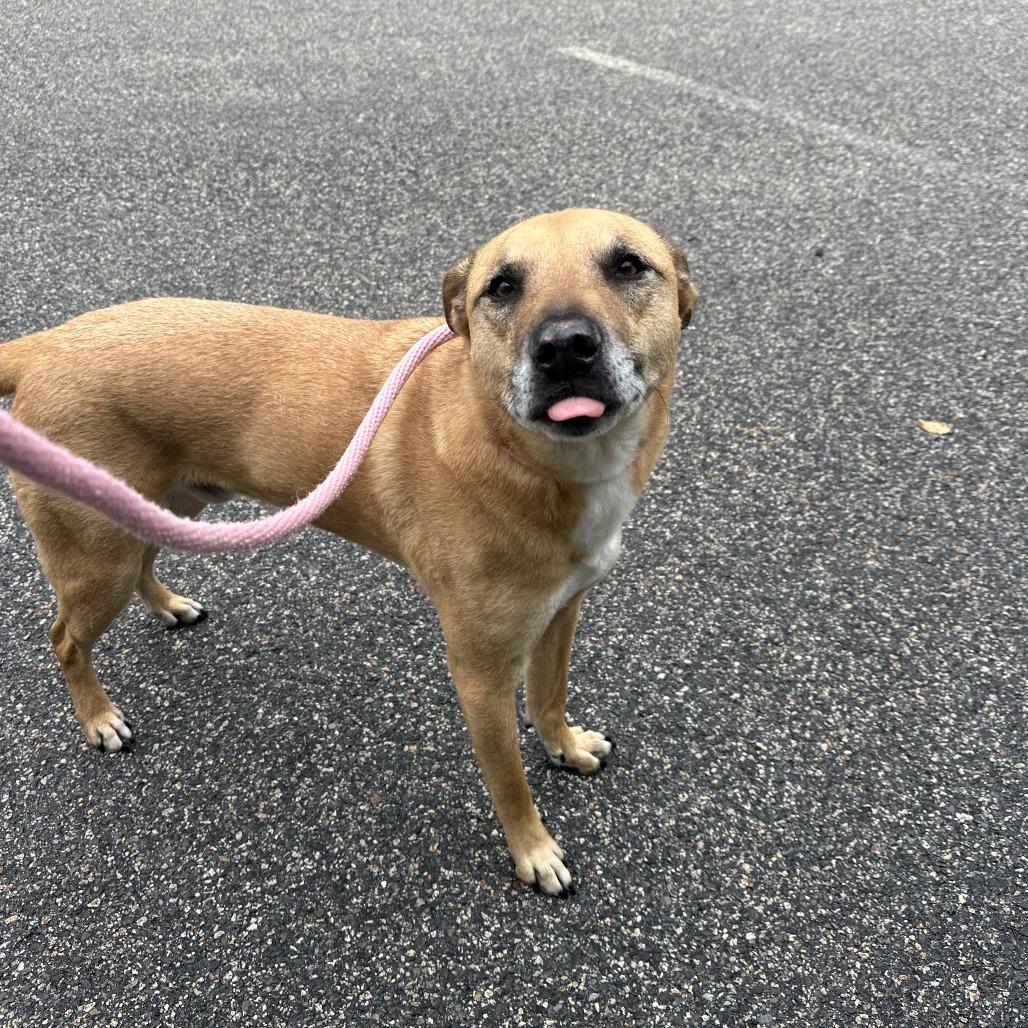 Enlarge King, a Adoptable mixed breed in Bedford, NH image 2/4