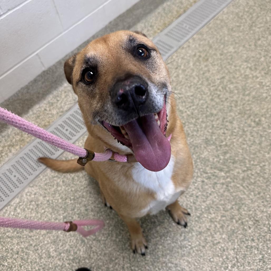 Enlarge King, a Adoptable mixed breed in Bedford, NH image 3/4