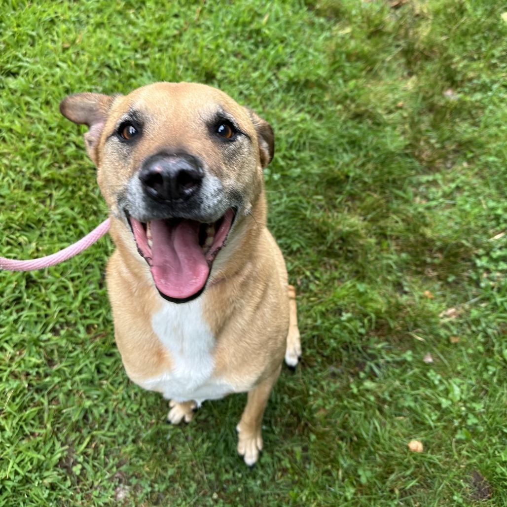 Enlarge King, a Adoptable mixed breed in Bedford, NH image 4/4