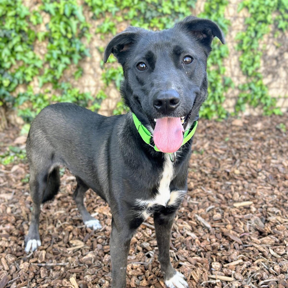Baobao, Adoptable, Young Female Labrador Retriever.