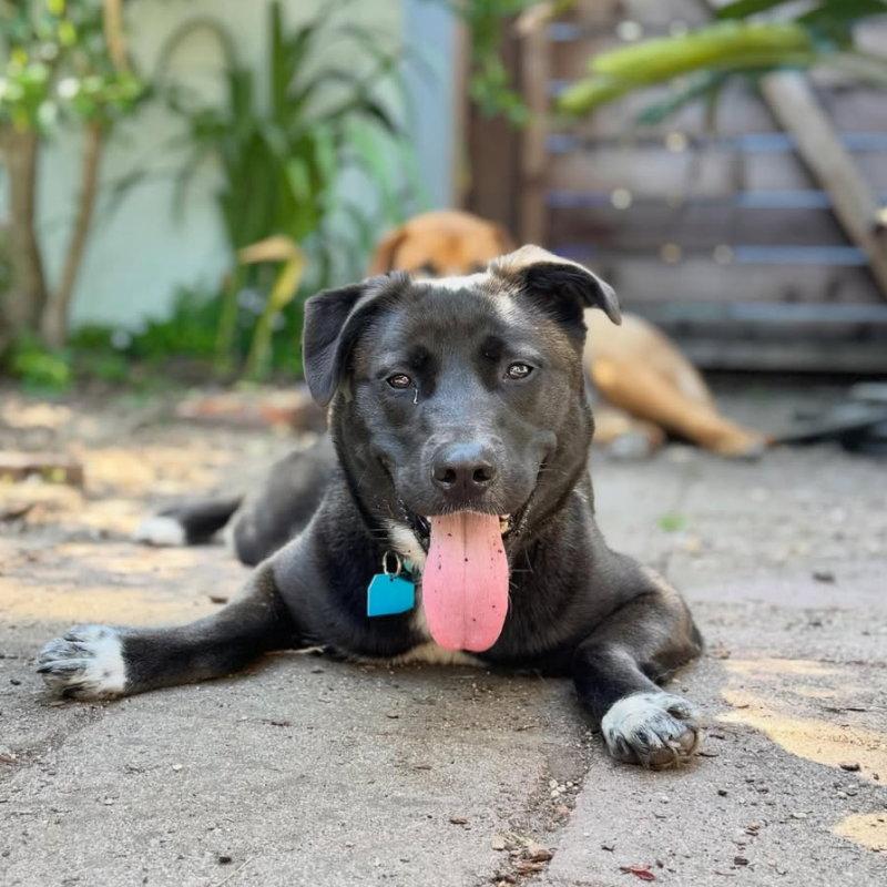 Enlarge Baobao, a Adoptable Labrador Retriever in Oakland, CA image 2/3