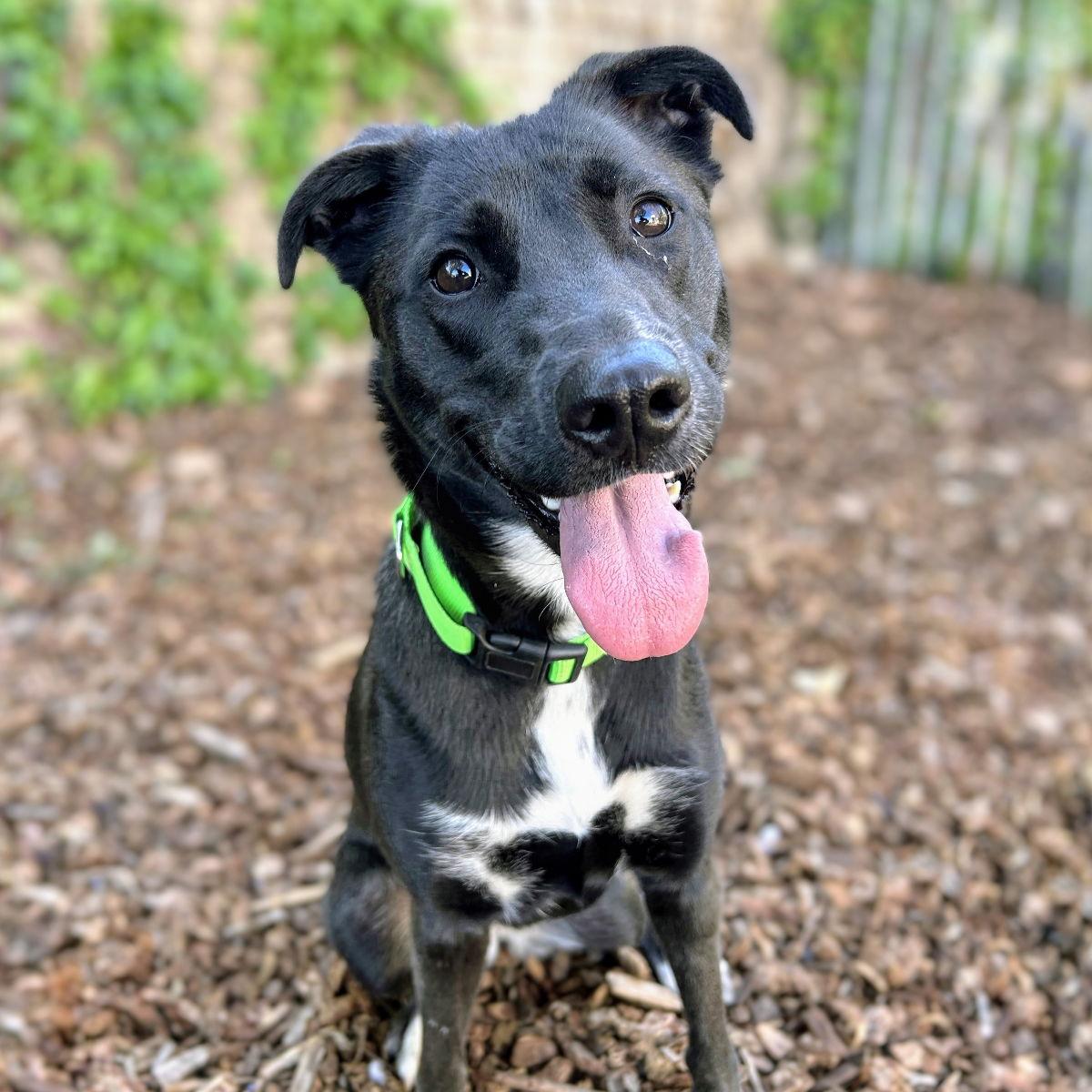 Enlarge Baobao, a Adoptable Labrador Retriever in Oakland, CA image 1/3