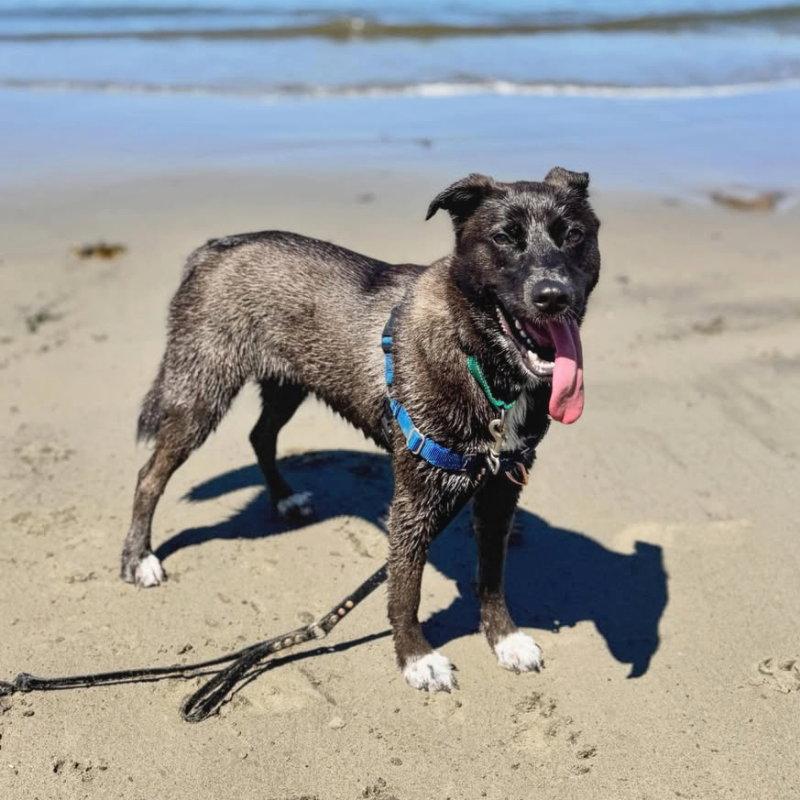 Enlarge Baobao, a Adoptable Labrador Retriever in Oakland, CA image 3/3