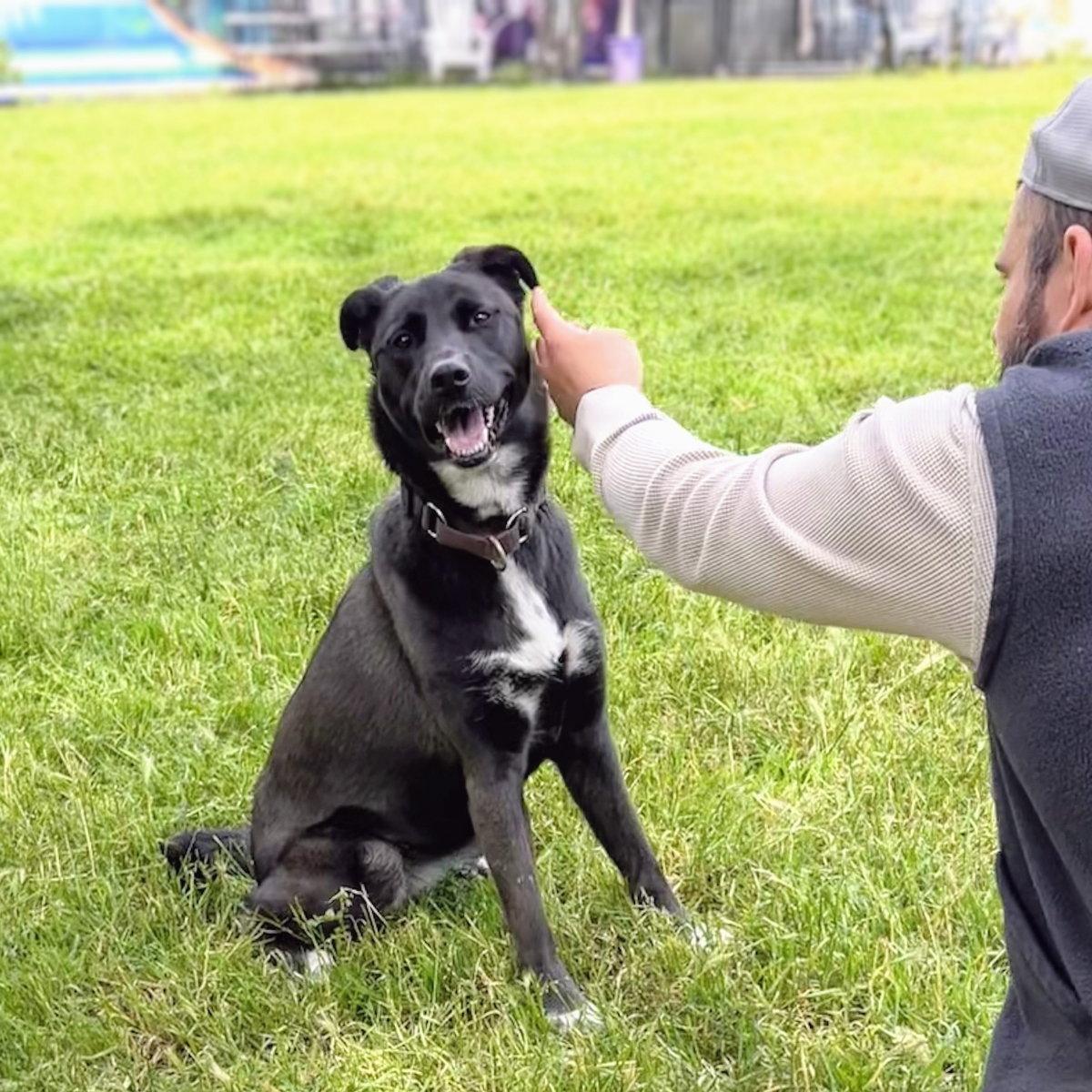 Enlarge Baobao, a Adoptable Labrador Retriever in Oakland, CA image 3/3
