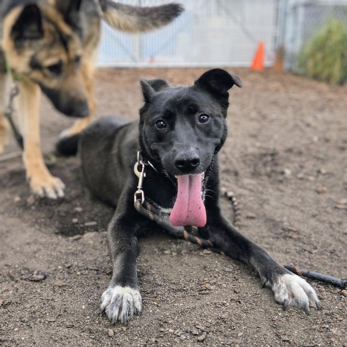 Enlarge Baobao, a Adoptable Labrador Retriever in Oakland, CA image 2/3
