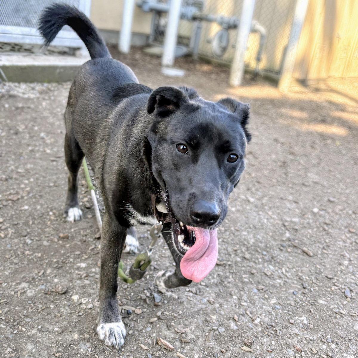 Enlarge Baobao, a Adoptable Labrador Retriever in Oakland, CA image 3/3