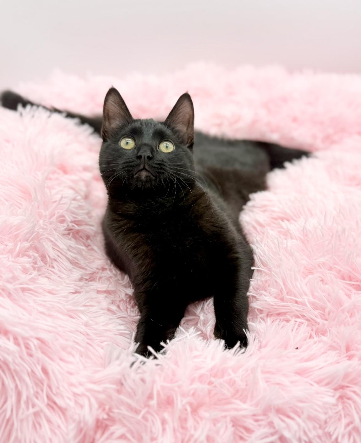 Enlarge Samia, a Adoptable Domestic Short Hair in Covington, LA image 4/6