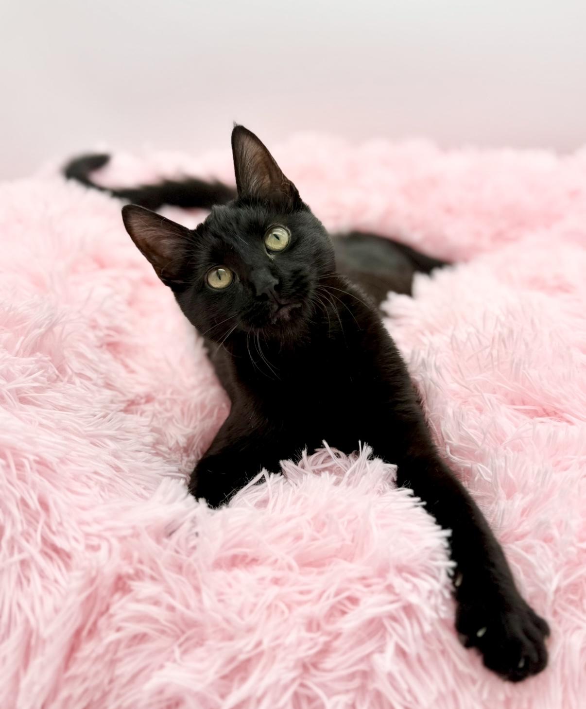 Enlarge Samia, a Adoptable Domestic Short Hair in Covington, LA image 3/6