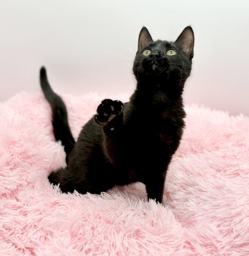 Enlarge Samia, a Adoptable Domestic Short Hair in Covington, LA image 2/6