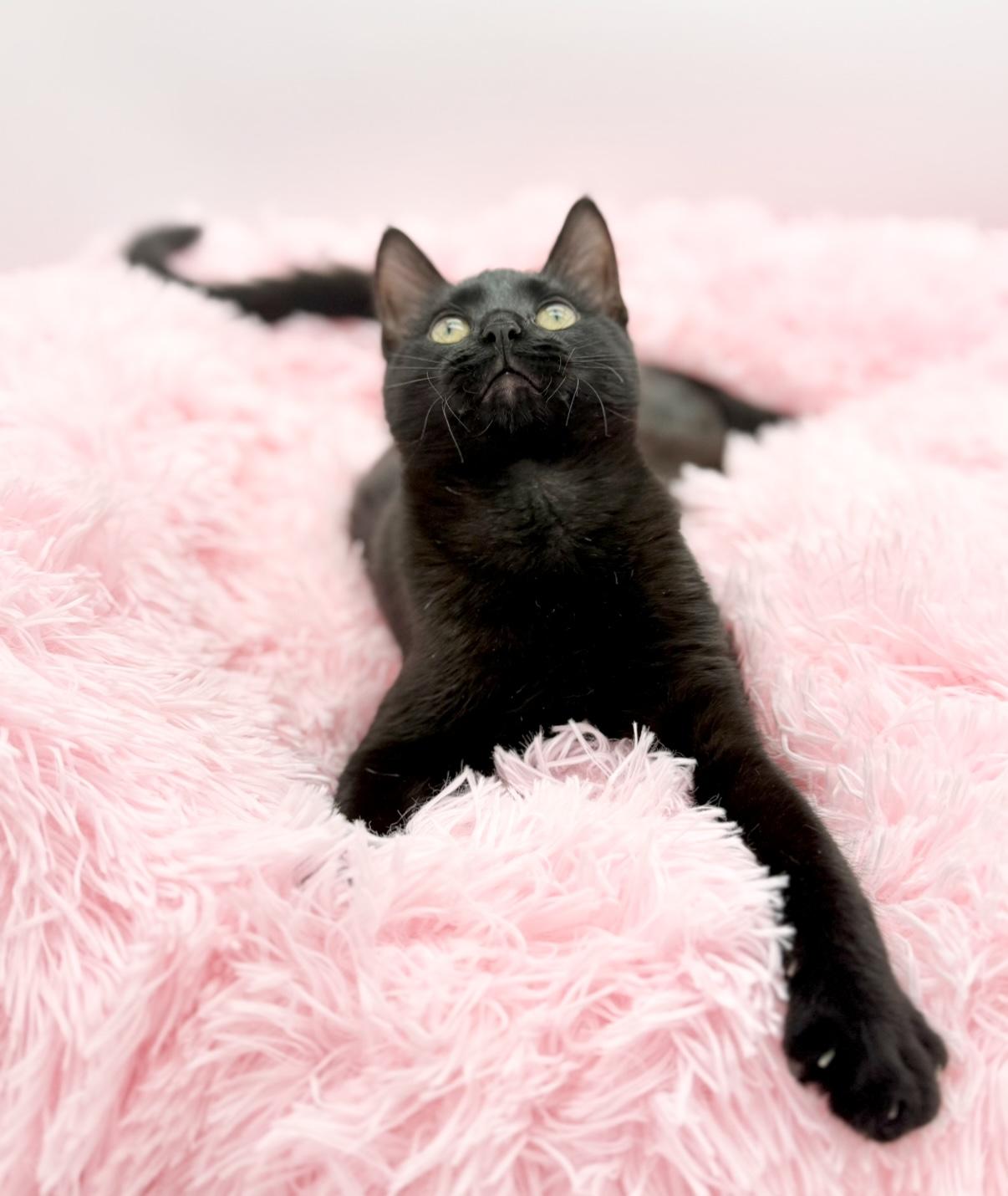 Enlarge Samia, a Adoptable Domestic Short Hair in Covington, LA image 5/6