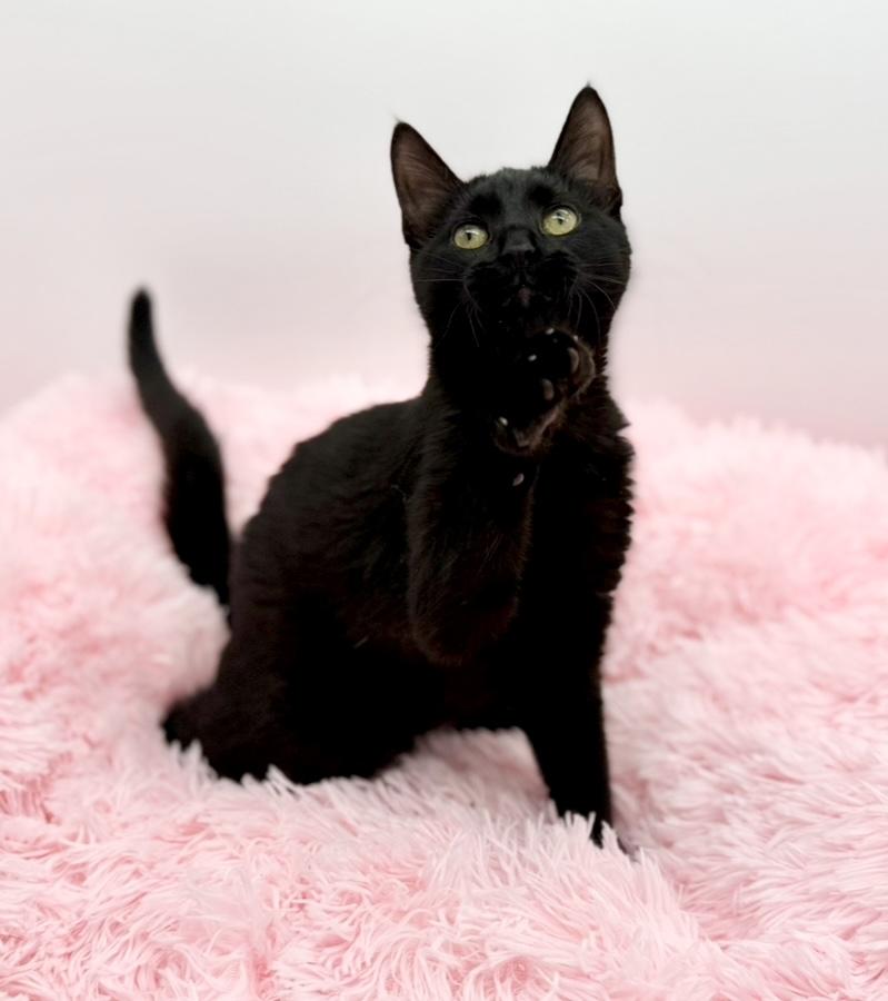 Enlarge Samia, a Adoptable Domestic Short Hair in Covington, LA image 6/6