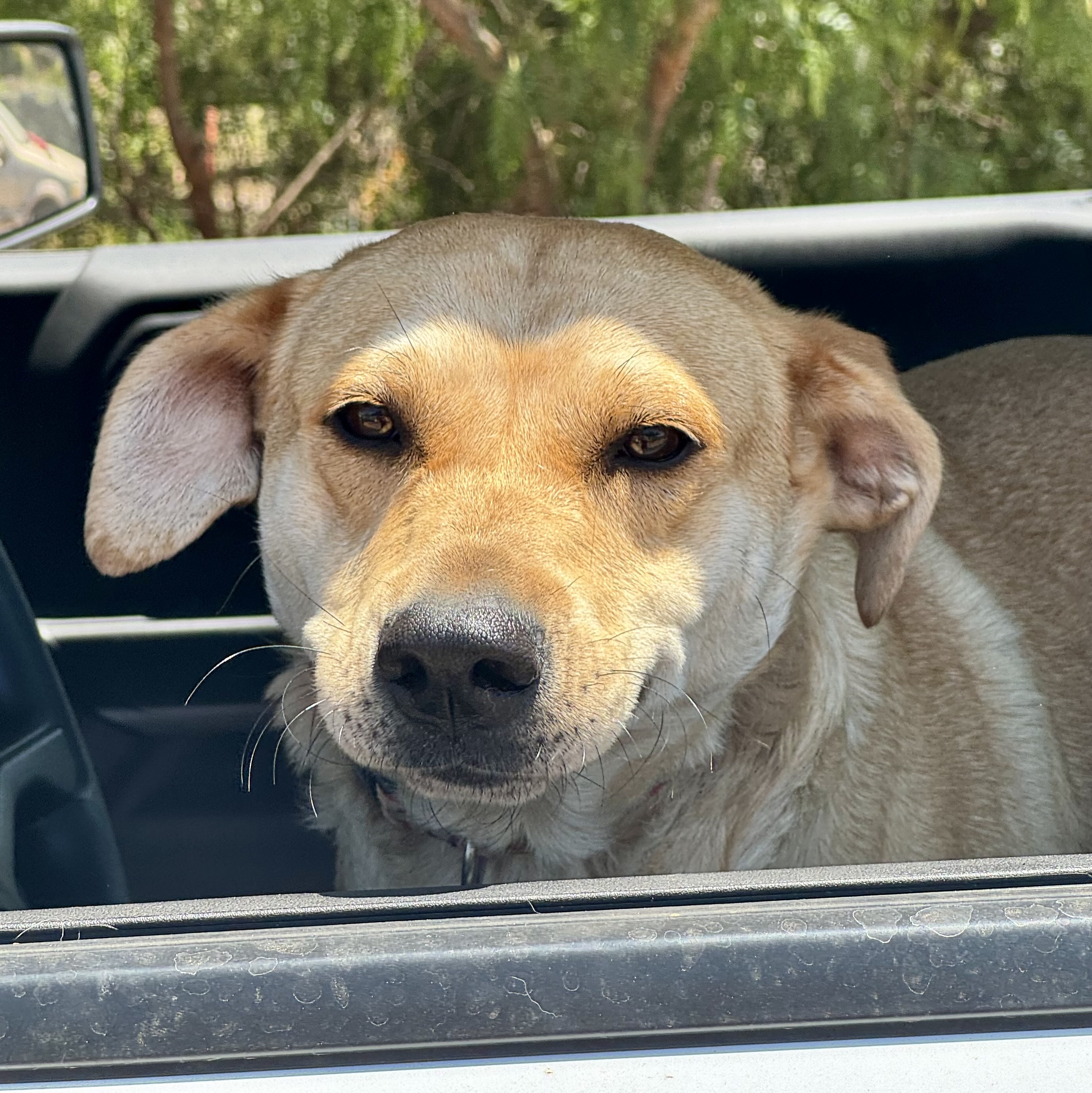 Brandy, Adoptable, Young Female Labrador Retriever & German Shepherd Dog.