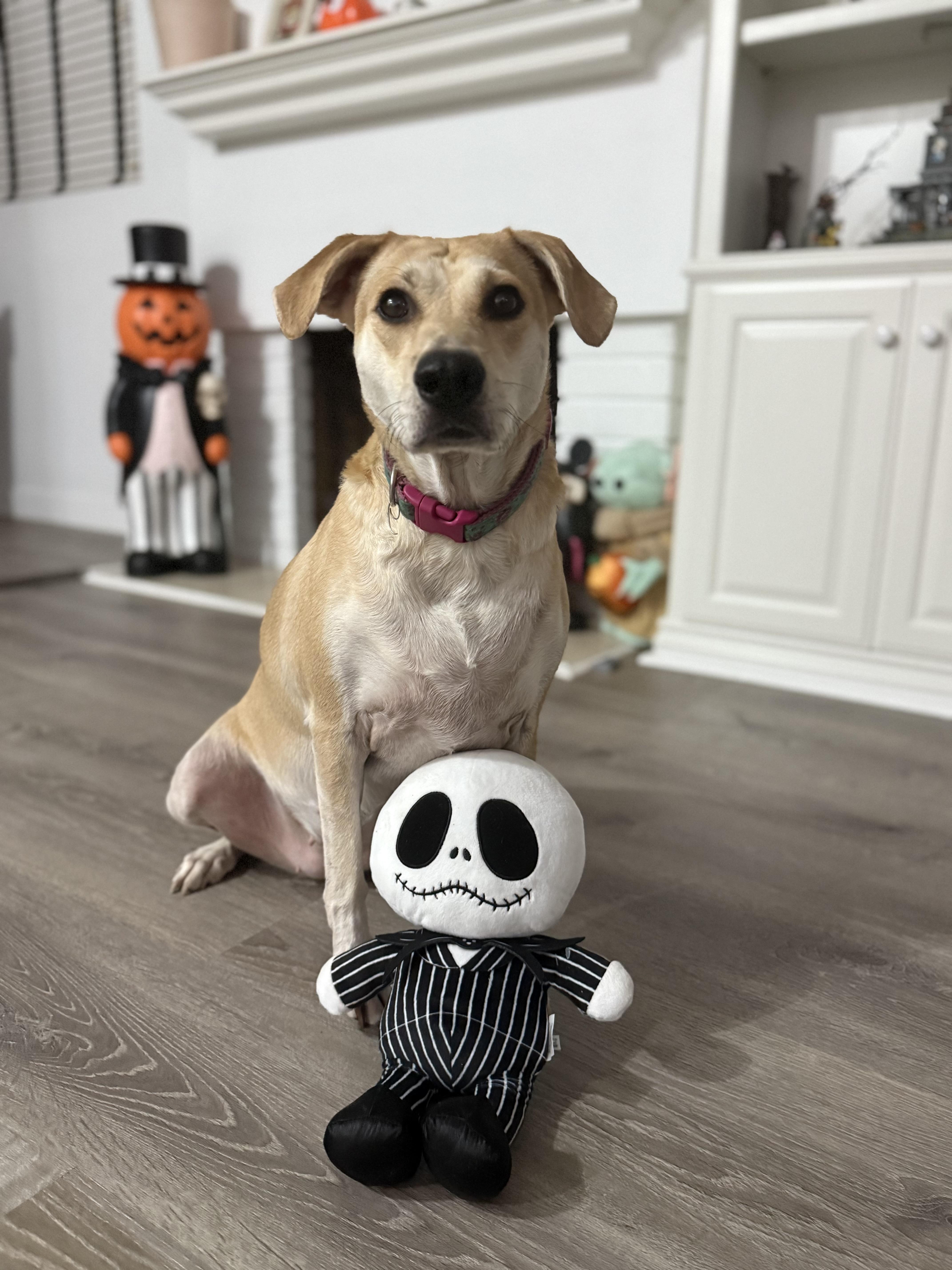 Brandy, a Adoptable mixed breed in Los Angeles, CA image 1/5