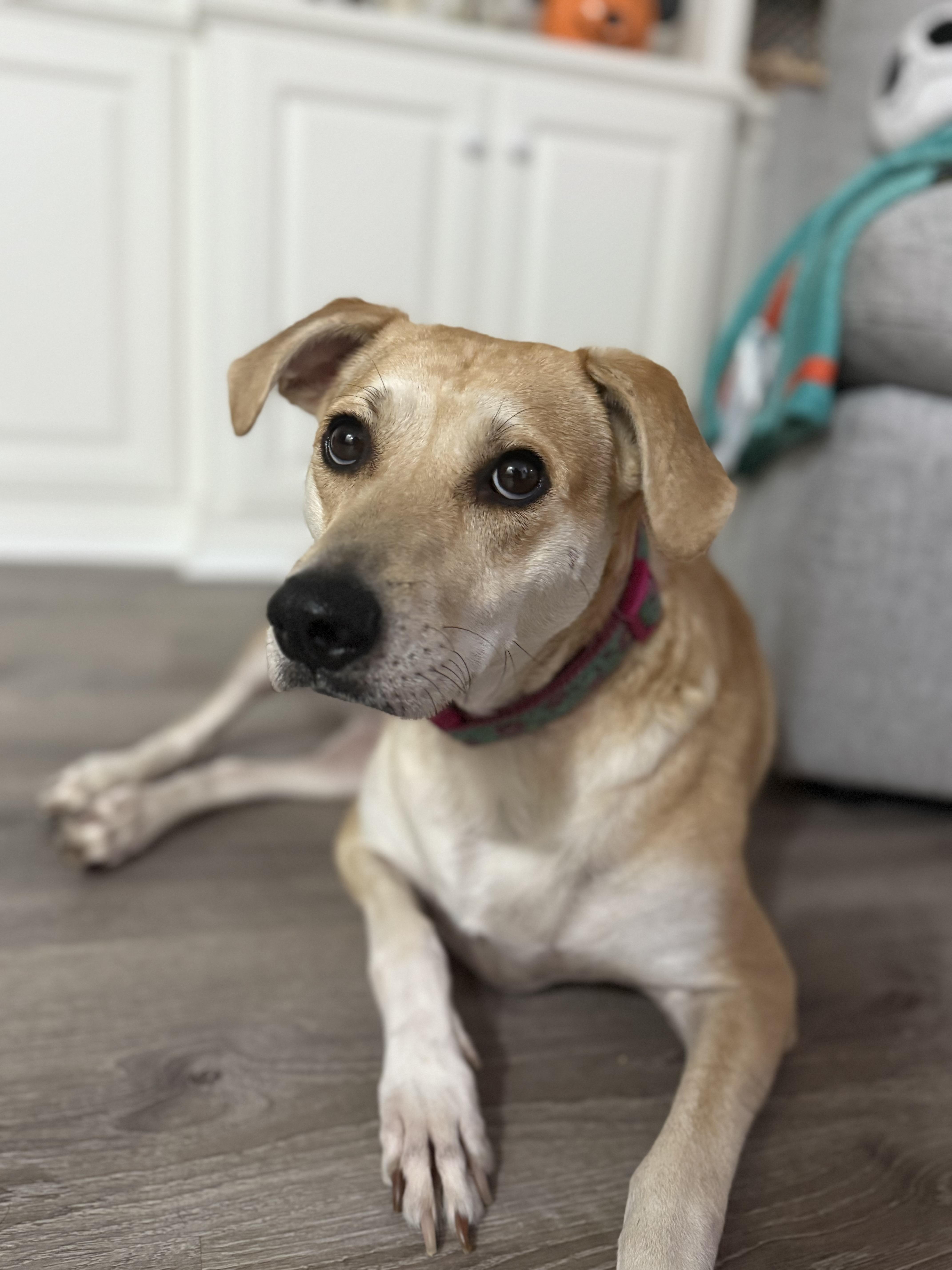 Brandy, a Adoptable mixed breed in Los Angeles, CA image 4/5