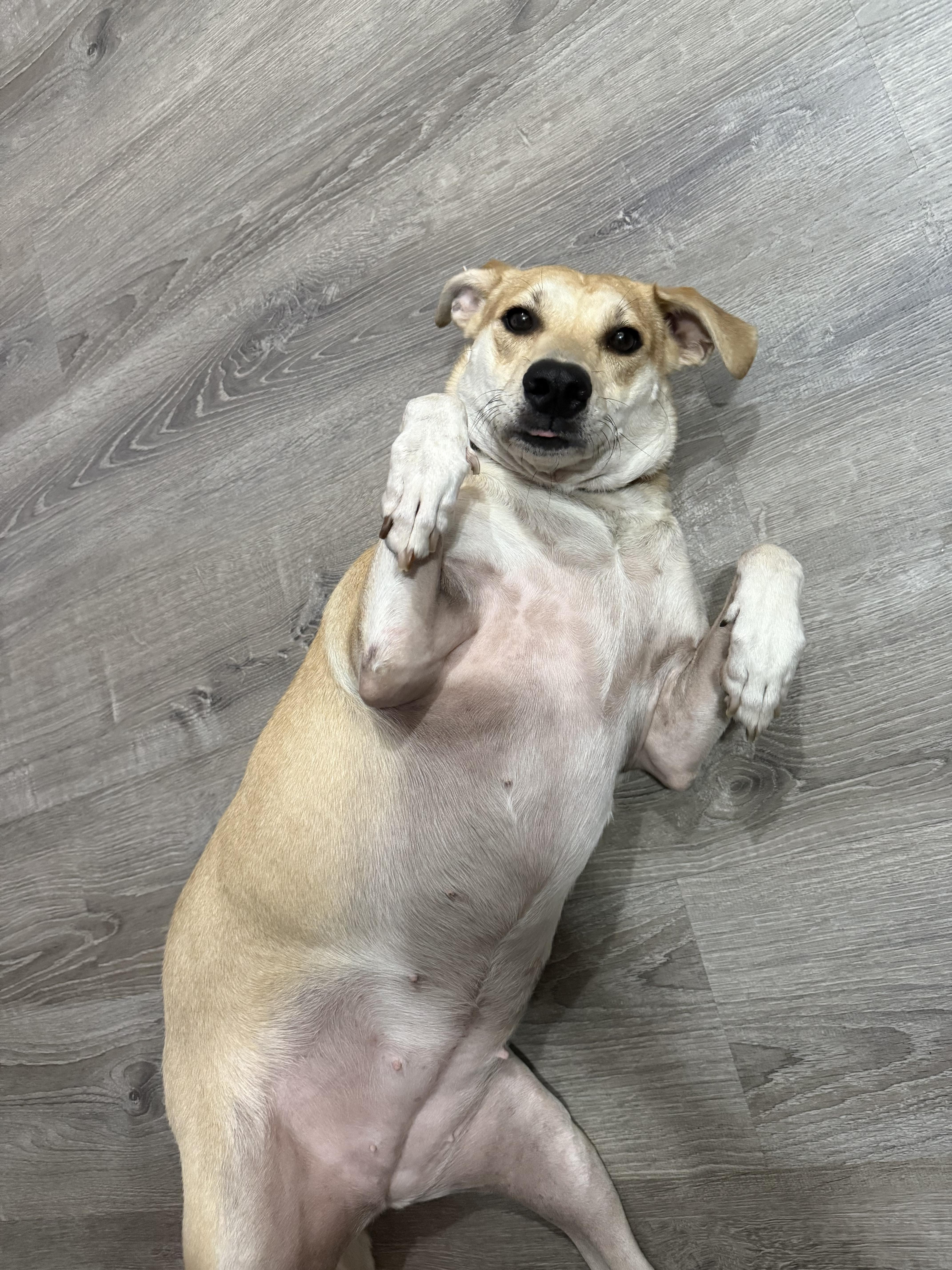 Brandy, a Adoptable mixed breed in Los Angeles, CA image 5/5