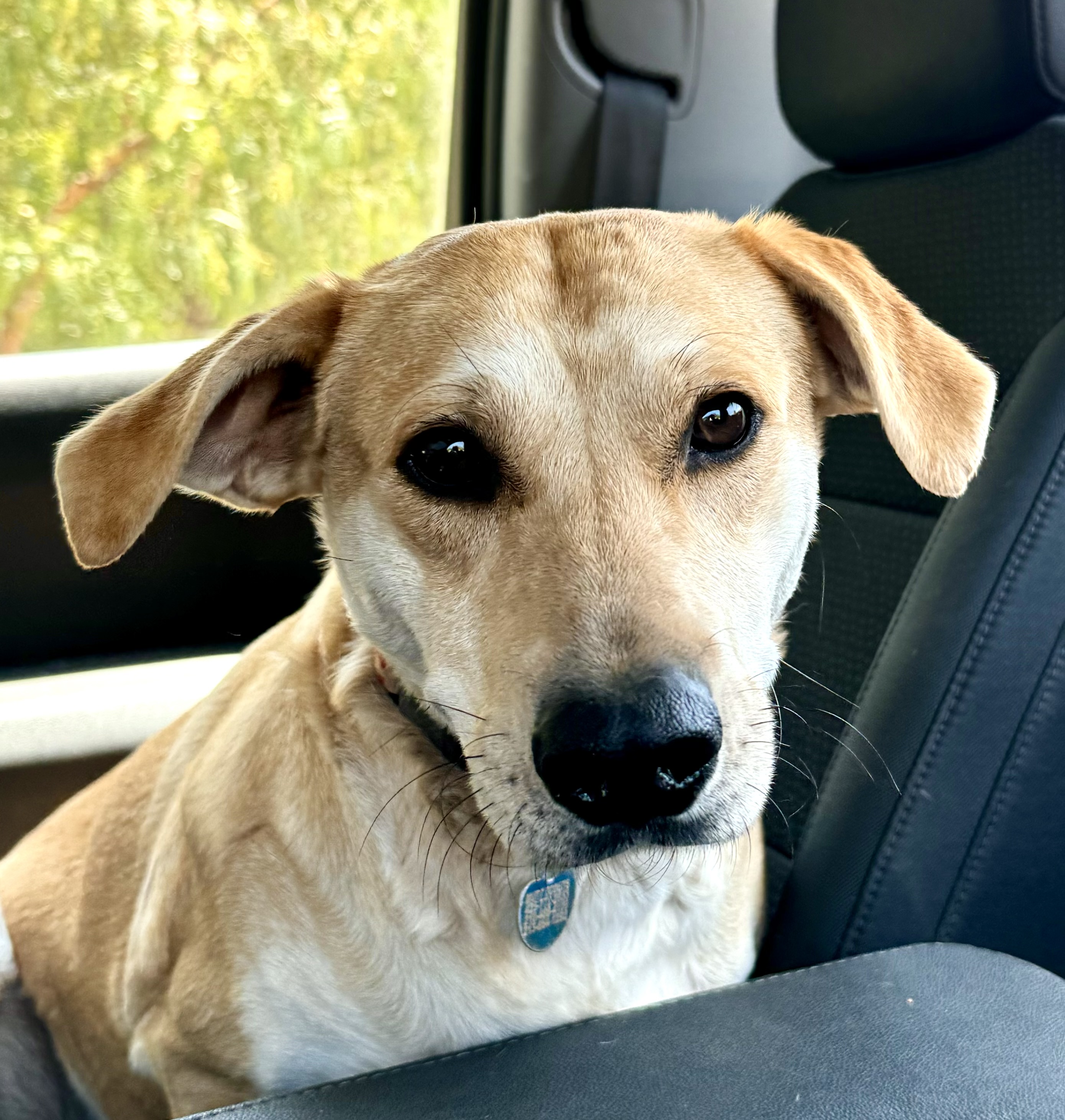 Brandy, a Adoptable mixed breed in Los Angeles, CA image 3/5
