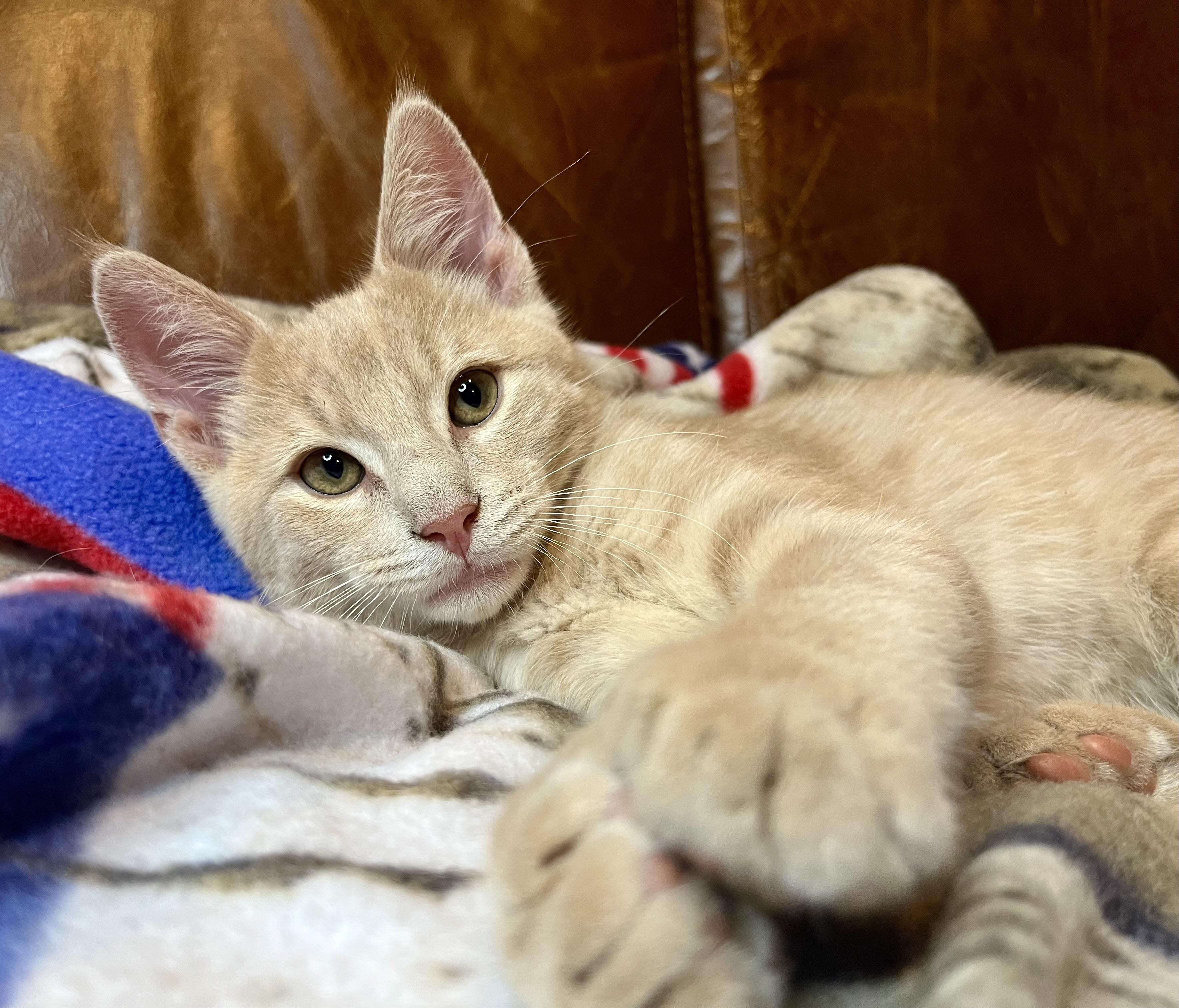 Sunny and Dewy, a ADOPTABLE mixed breed in Rocky Hill, CT image 4/6