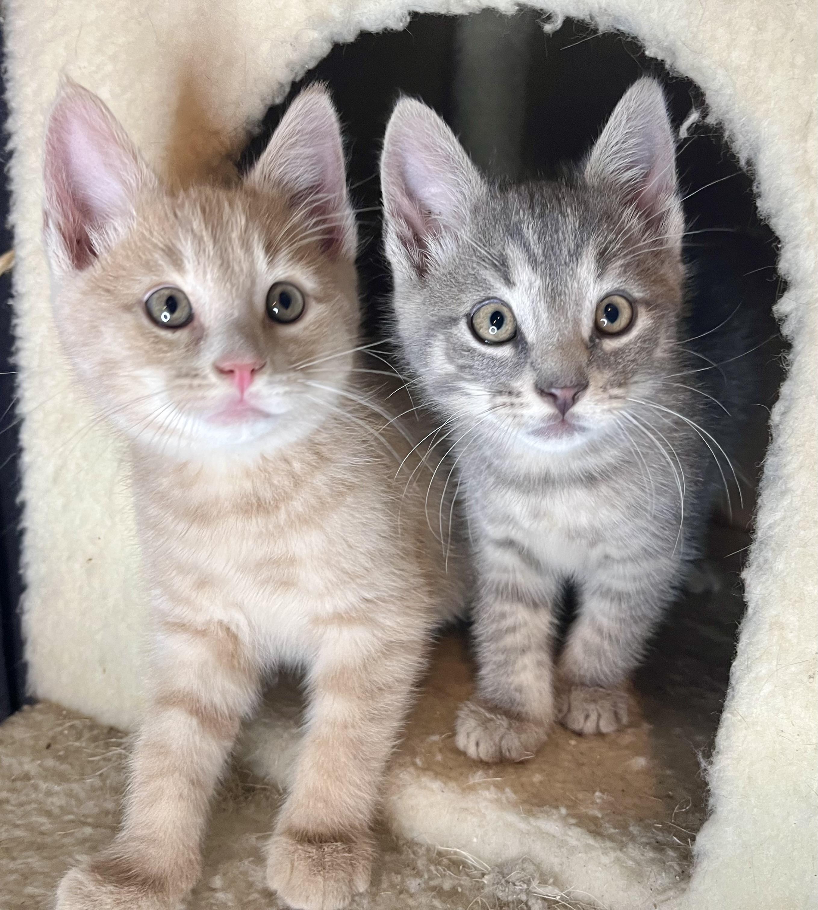 Sunny and Dewy, ADOPTABLE, Kitten Male Domestic Short Hair.