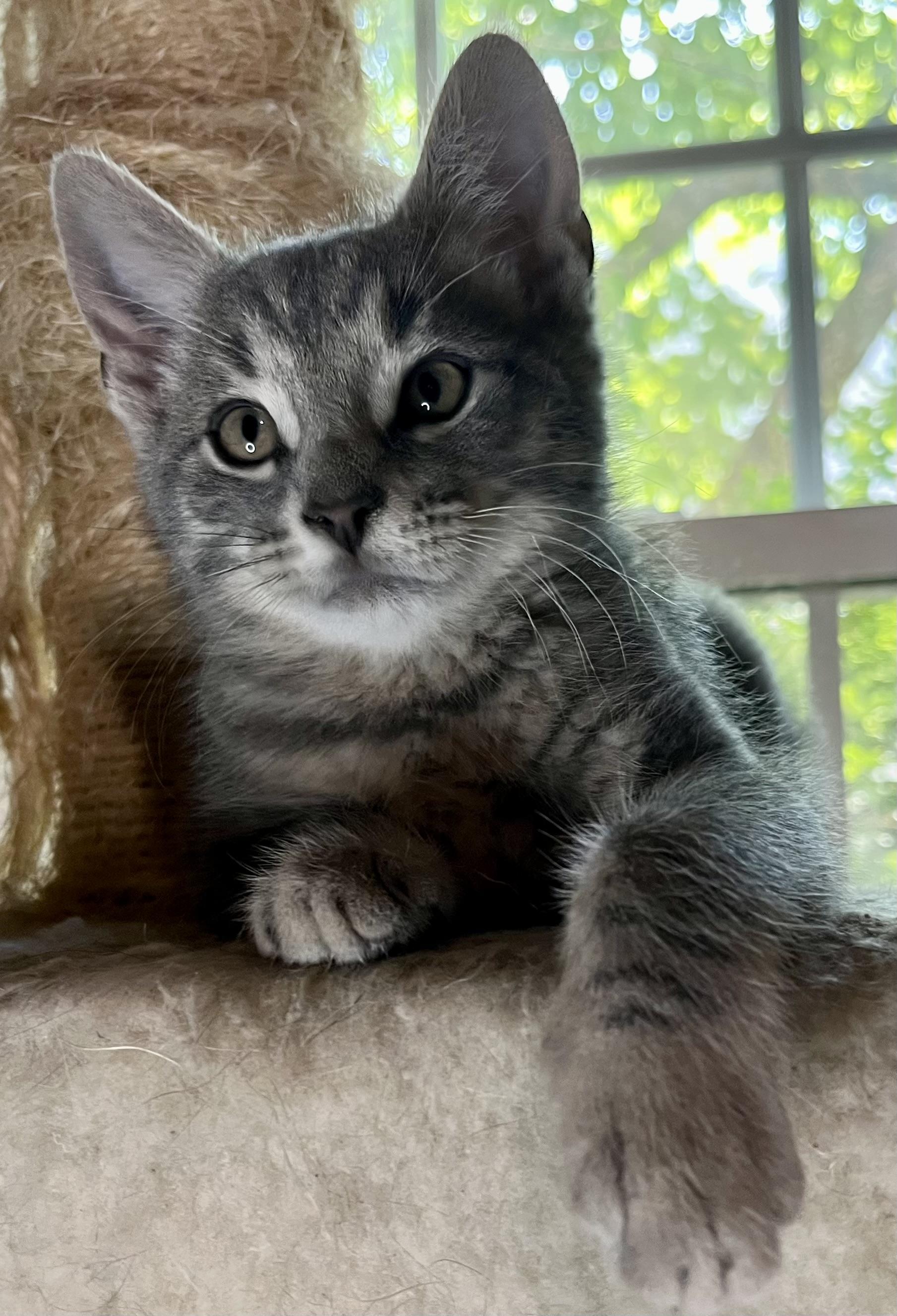 Enlarge Sunny and Dewy, a ADOPTABLE mixed breed in Rocky Hill, CT image 5/6