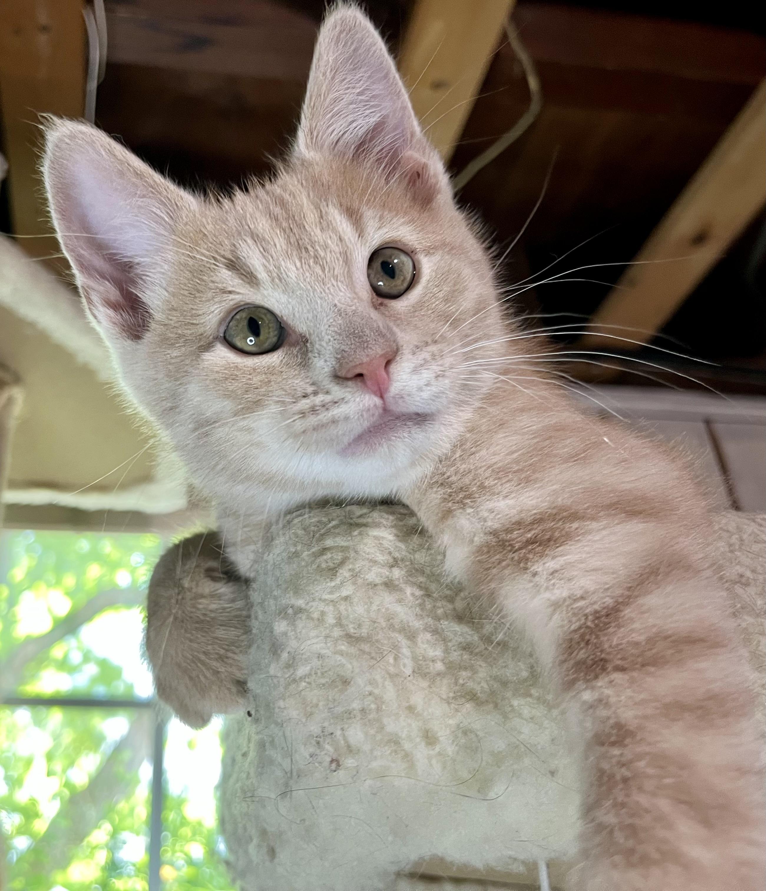 Enlarge Sunny and Dewy, a ADOPTABLE mixed breed in Rocky Hill, CT image 4/6