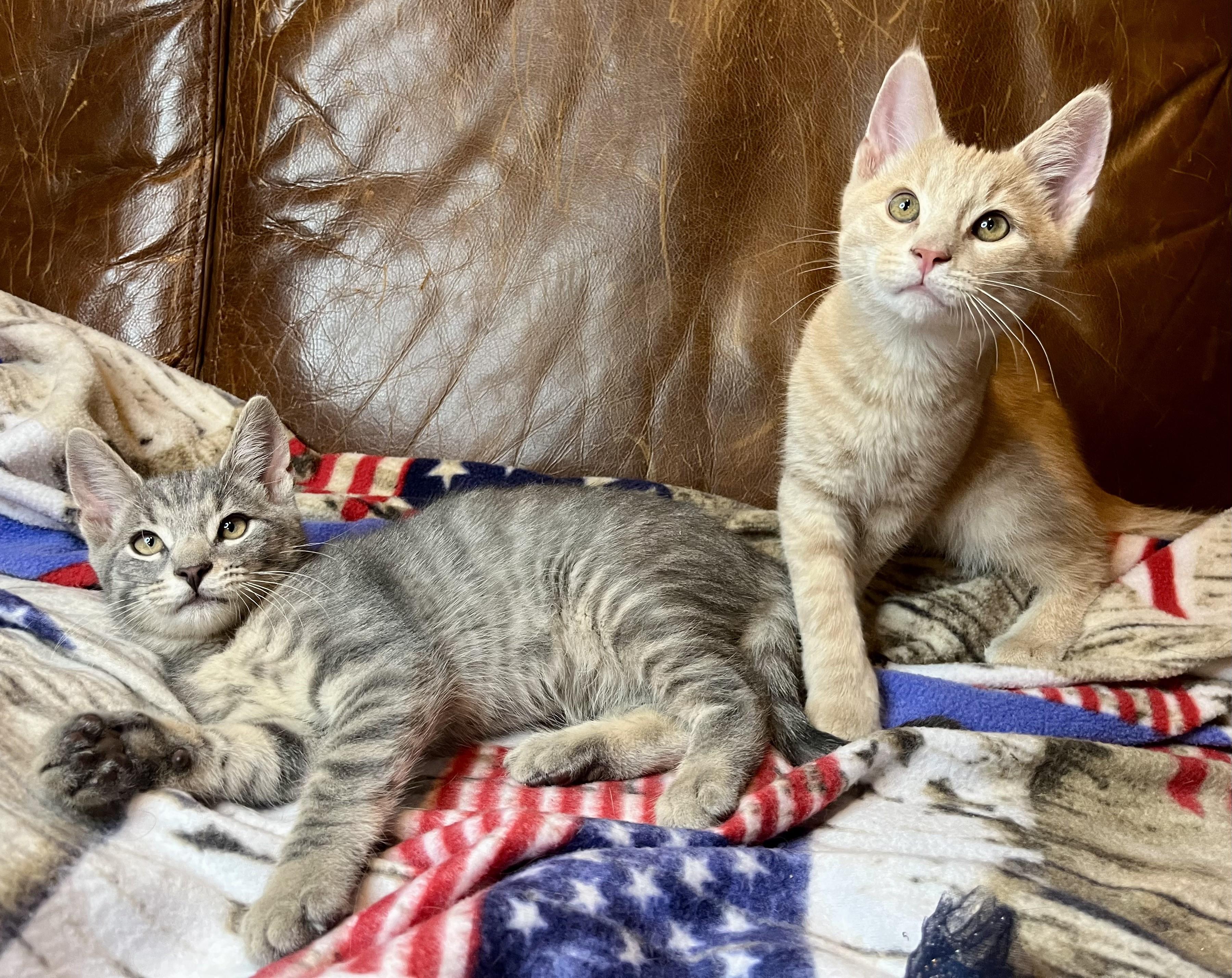 Sunny and Dewy, ADOPTABLE, Kitten Male Domestic Short Hair.