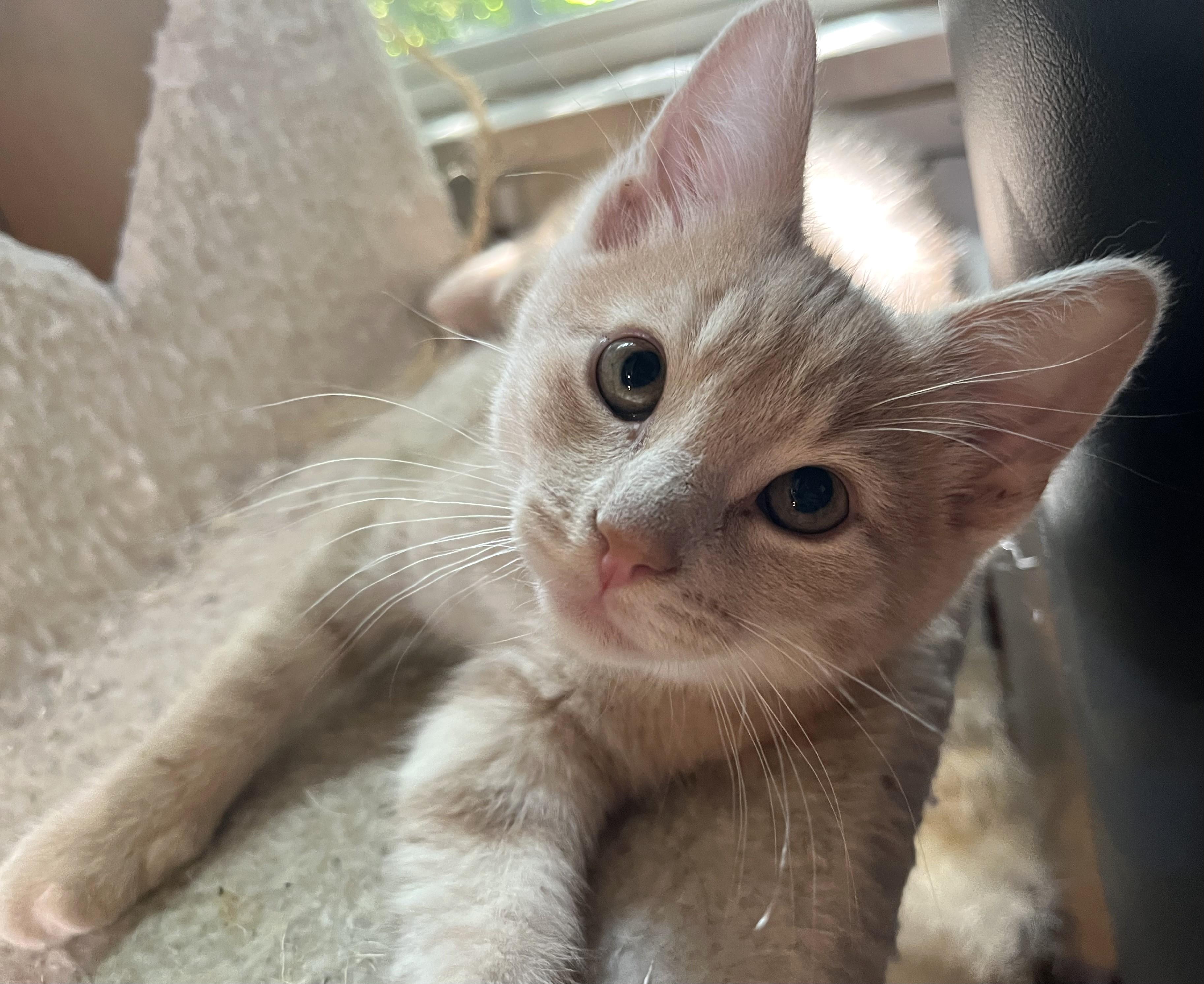 Enlarge Sunny and Dewy, a ADOPTABLE mixed breed in Rocky Hill, CT image 3/6
