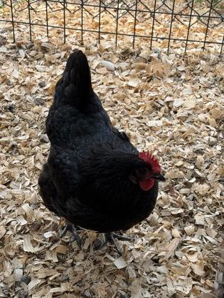 Enlarge Rutt- ADOPTED, a Adoptable Chicken in Chamblee, GA image 1/1