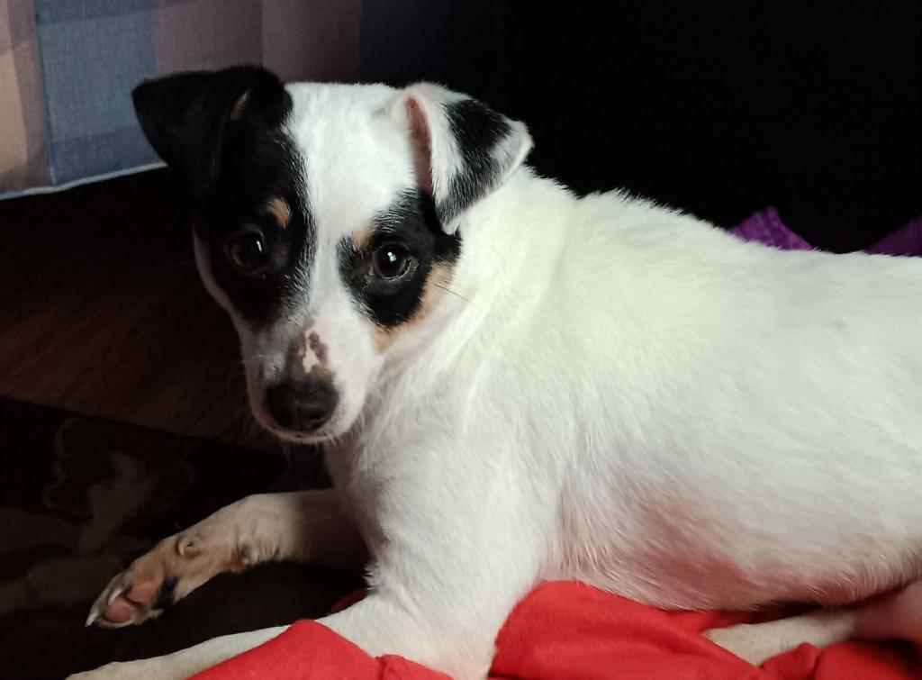 Snowball, Adoptable, Adult Female Chihuahua & Mixed Breed.