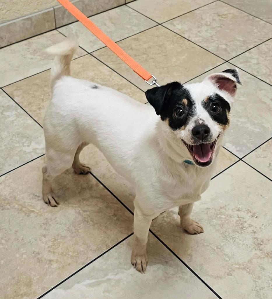 Snowball, Adoptable, Adult Female Chihuahua & Mixed Breed.
