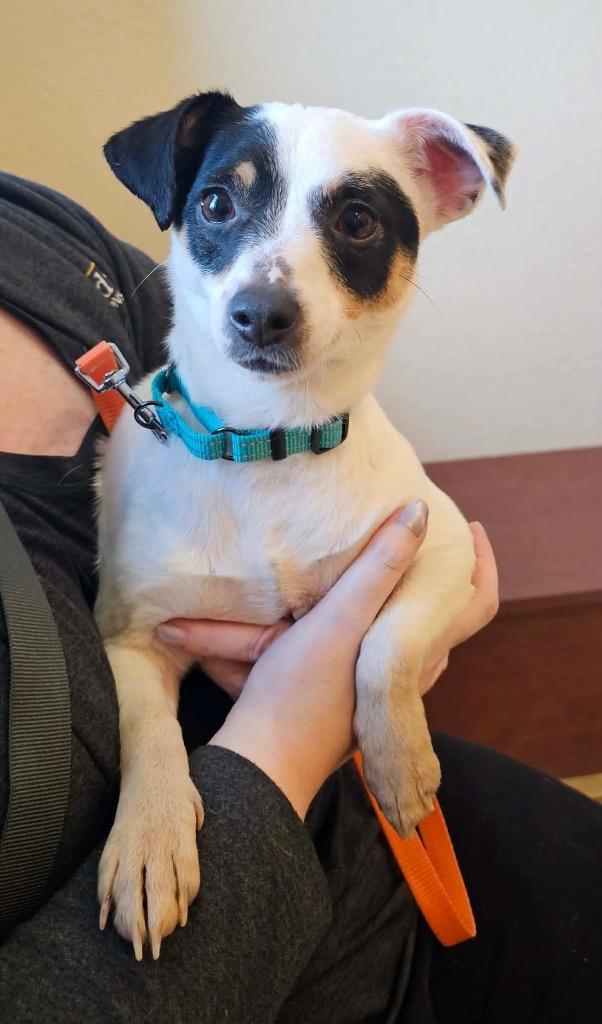 Enlarge Snowball, a Adoptable mixed breed in Decatur, IN image 3/6