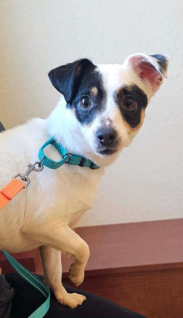 Enlarge Snowball, a Adoptable mixed breed in Decatur, IN image 5/6